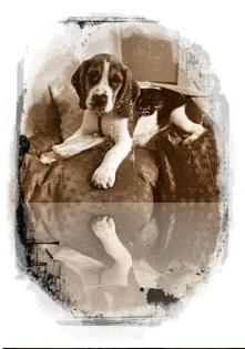 Hunde Welpe Sissi Beael