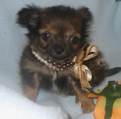 Chihuahua -Welpen aus seriöser, deutscher Zucht