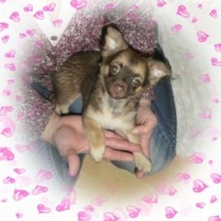 Süsse Chihuahua Hündin Schoko/Langhaar