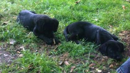 Labrador- Mix Welpen abzugeben