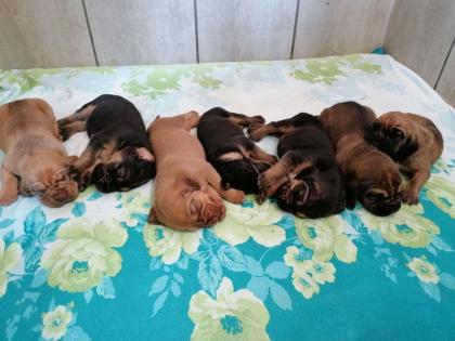 Bloodhound/Jagdhund/Mantrailer/Welpen/Familienhund