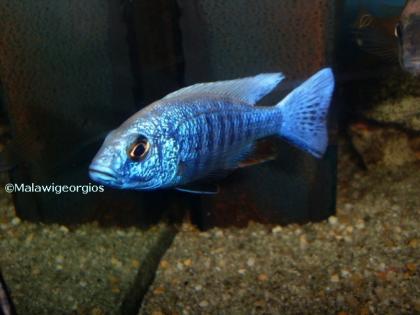Malawi cichliden