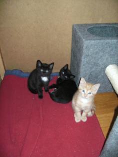 Zwei schwarze Katzenbabys abzugeben