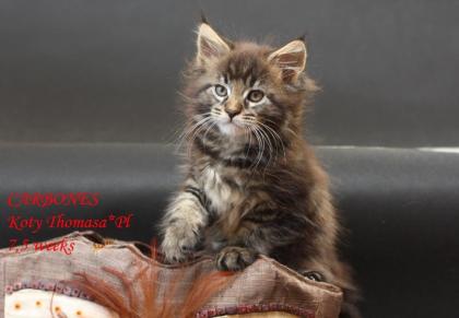 Klassic Blue Maine Coon Kitten-super