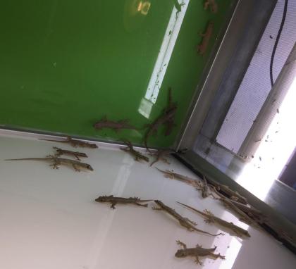 Hausgeckos Stück 7Euro