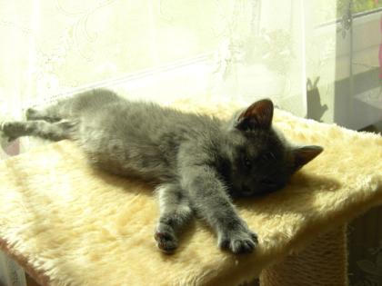 Meine rollige Katze sucht atraktiven russich Blau Herrn