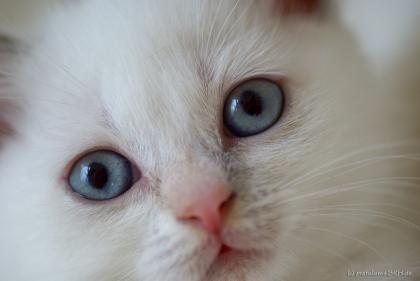 Süße BKH Britisch Kurzhaar lilac-tortie-point-white Katze sucht ein neues Zuha