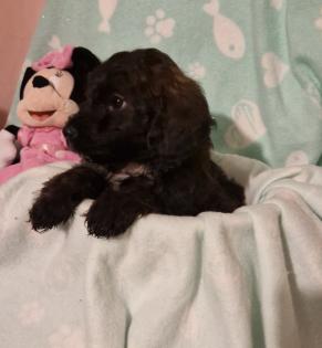 Miniature Aussiedoodle Welpen