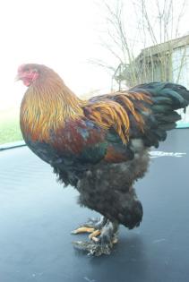 Brahma reb. farb. geb von 06 u. z-brahma gelb-schwarz-clu