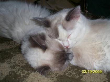 Ragdoll Deckkater gesucht