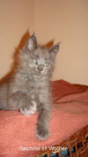 Blauer Maine Coon Katermann mit Stammbaum