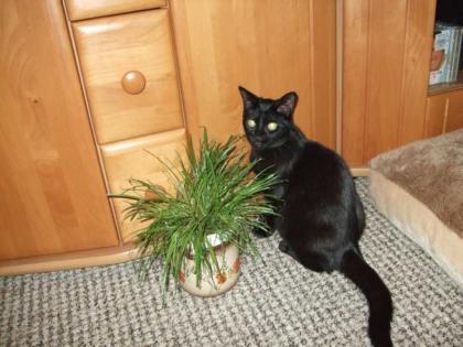 Liebes, kleines Katzenkind sucht liebe Familie für immer