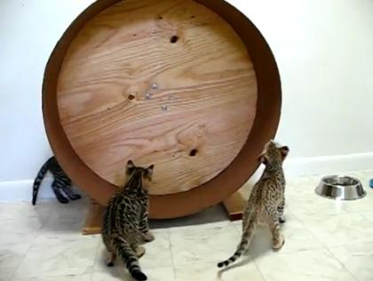 Licensed Züchter F1-F6 Savannah Kitten, Ozelot Kätzchen, Karakal Kätzchen, Asian