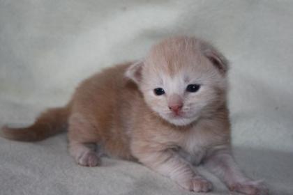 Maine Coon Babys mit Stammbaum