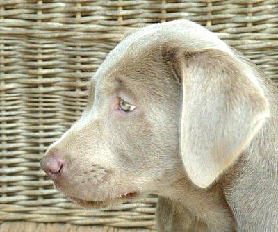Rarität Reinrassige silberne Labradorwelpen mit Papieren abzugeben