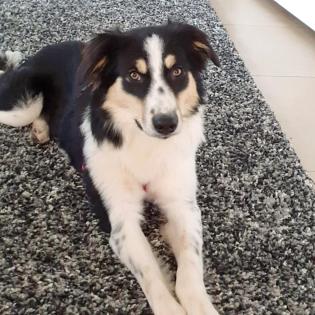 Minka - mit einem kleine Schönheitsfehler