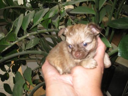 WUNDERSCHÖNE REINRASSIGE MINI MINI TEACUP WELPEN ZU VERKAUFEN