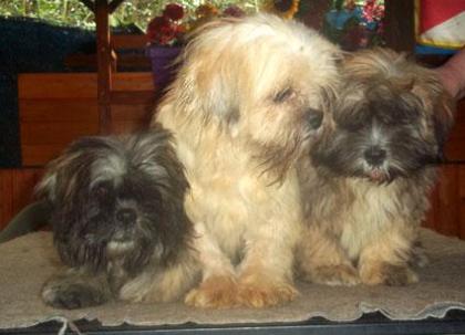 Lhasa Apso Welpen