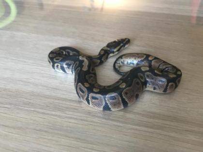 Granite Yellowbelly Enchi het Piebald 6 male