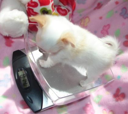 Chihuaua Welpe abzugeben Mini 12 cm gross