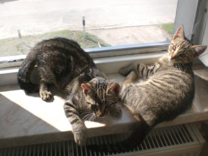 2 Kleine Racker suchen ein neues Zuhause
