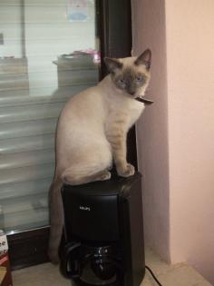 Siamesische Deckkater in Farbe Blue-Point