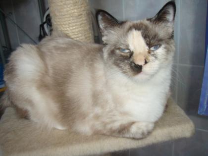 Birma Mixkatze mit blauen Augen