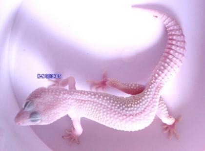 Leopardgecko Blazing Blizzard Adult VERSAND