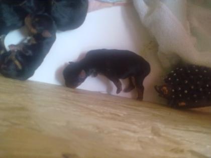 Yorkshire Terrier Welpen