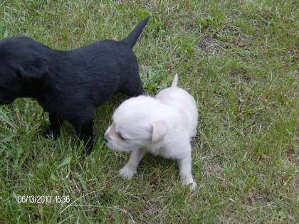 3 süße Labrador Welpen zu verkaufen