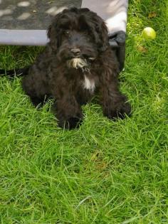 RARITÄT auf vier Pfoten SCHNOODLE BUB
