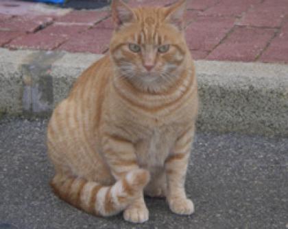 PAULI - Hübscher roter Kater