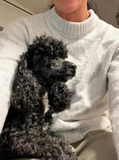 CAVALIER KING CHARLES PUDEL WELPEN