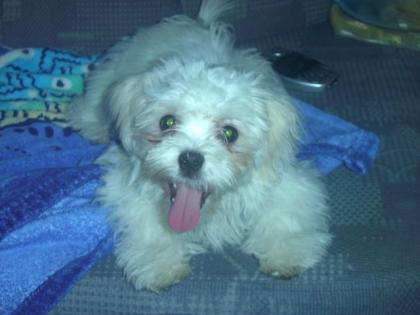 Shi-Tzu -Malteser