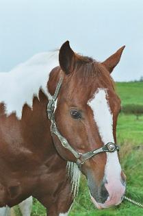 Paint Horse Deckhengst Skipper Sting