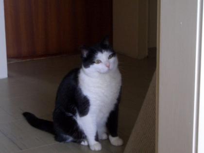 KIS Ruhr e. V. vermittelt ständig Katzen jeden Alters in gute Hände