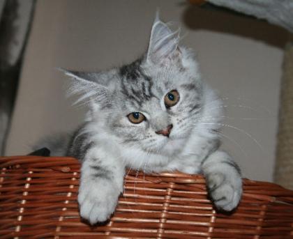 Maine Coon Mädchen Staceyy