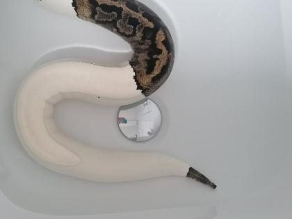 0. 1 Python regius Piebald Königspython Weibchen