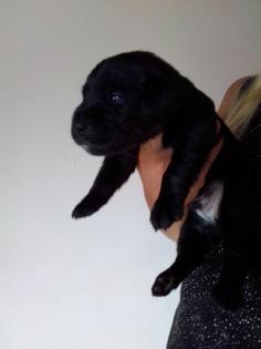 Labrador Welpen