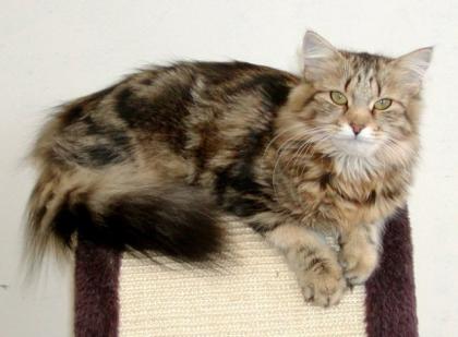Sibirisches Katzenkind mit Stammbaum sucht neue Schmuseeltern