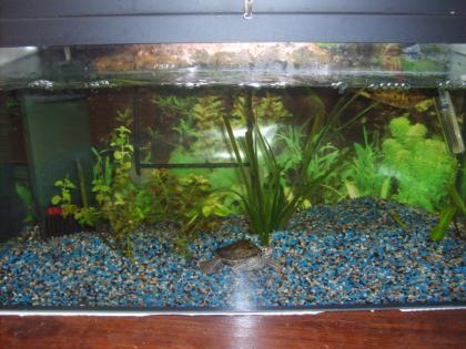 Verkaufen 54l Aquarium mit 2 Gelbwangenschildkröten