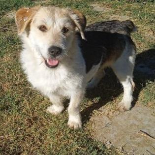 Lexi - ein toller Anfängerhund