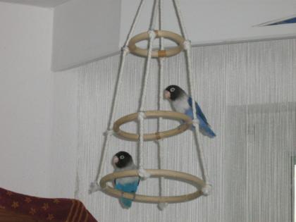Schwarzköpfchen