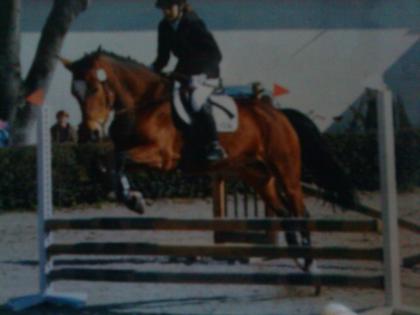 Ich suche eine Reitbetteiligung nähe Lengdorf, bei Erding