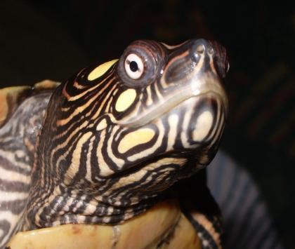 Gebe ab Ouachita Höckerschildkröten Graptemys o. ouachitensis