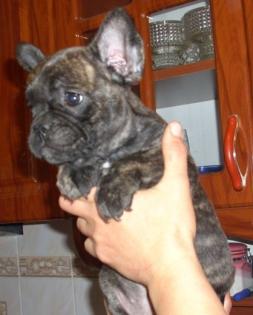 Französisch Bulldogg, noch 1 kleine Hündin, 10 Wochen, Entwurmt, Entfloht, Gei
