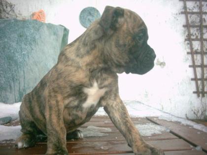 Deutsche Boxerwelpen abzugeben