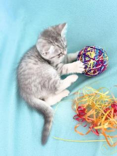 BKH Kitten, Silver Shaded, Stammbaum