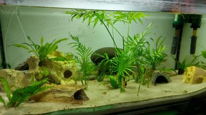 Aquarium 250l mit 2 Axolotl