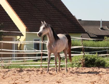3, 5-jähr. Araber Hengst geb 4/20 sucht 5 -Möhrchengeber